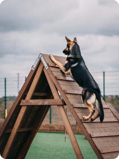 Заводчик с собаками